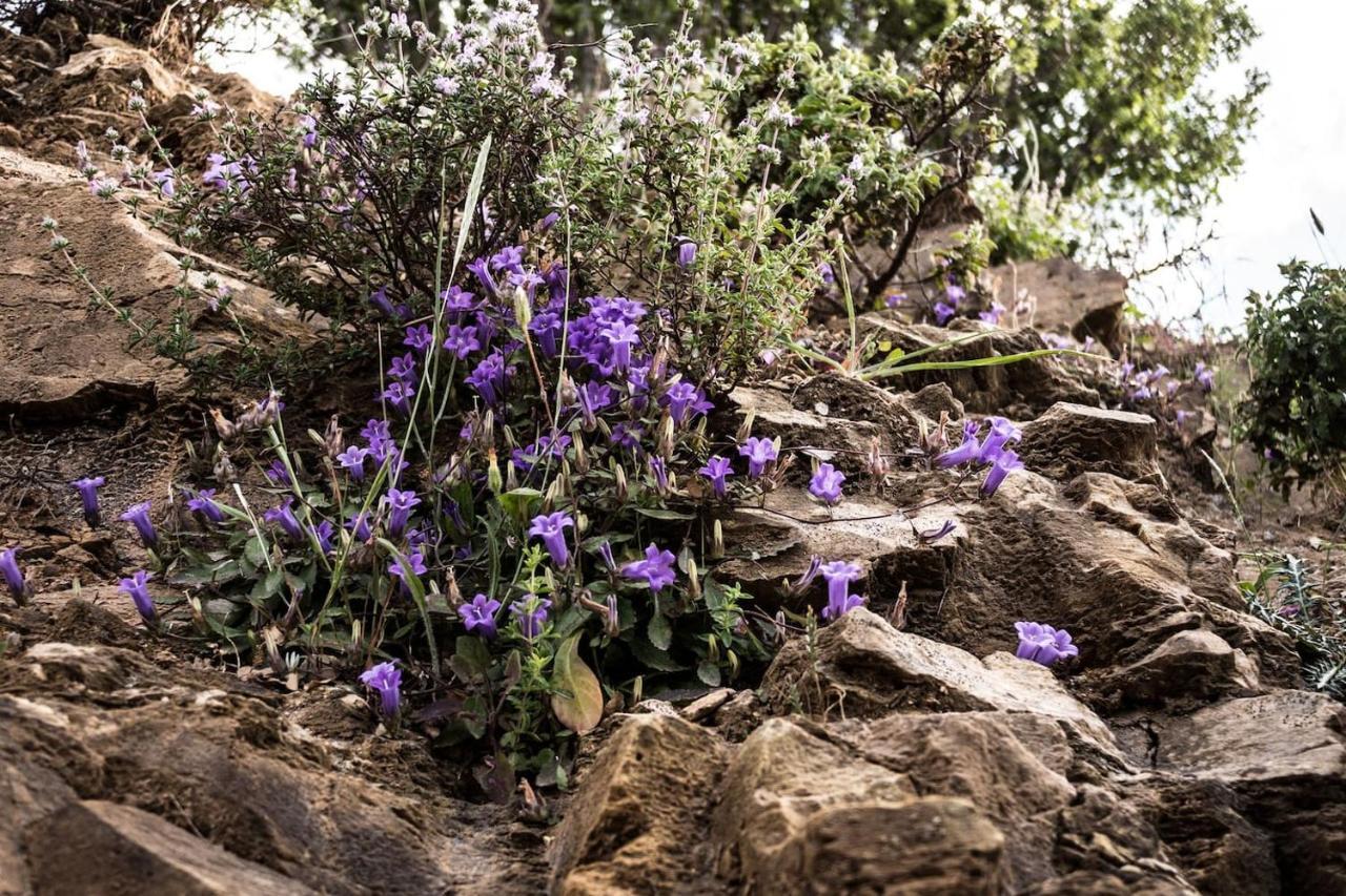 Olenia Residence Agia Pelagia Exteriér fotografie